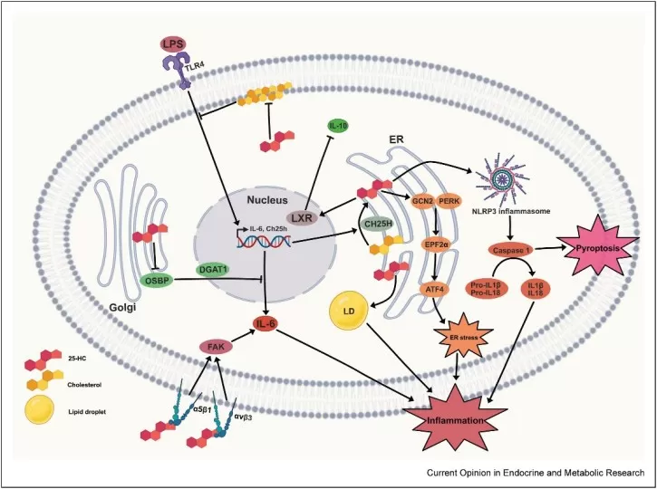 Proinflammatory signaling pathways of 25-HC